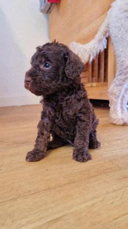 Image 3 of HOME NOW FOUND toy poodle puppies available now