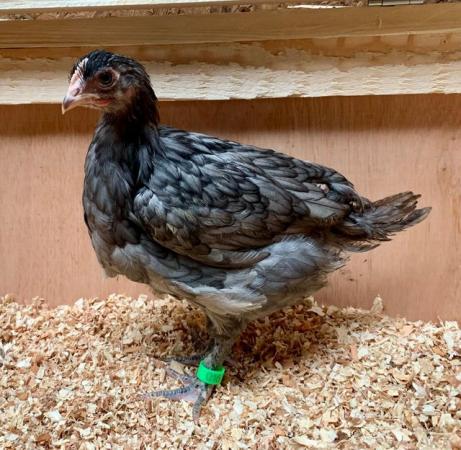 Image 3 of Copper Black Marans - currently Growers -Hens now sold