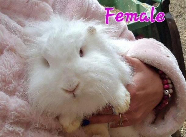 Image 10 of 1 Albino Lion-Lop Bunny For Sale
