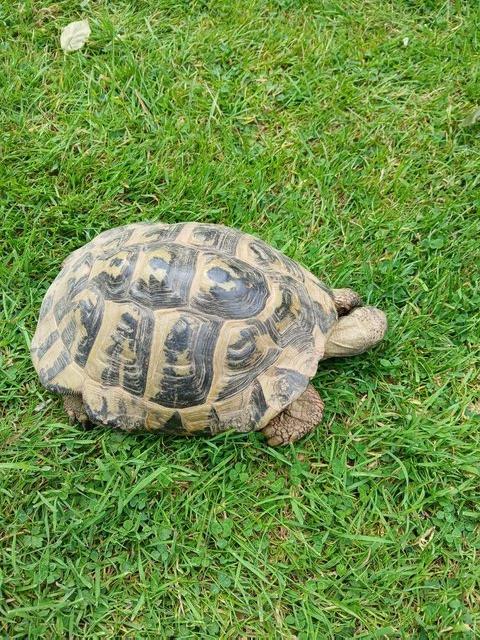 Female Hermann's Tortoise — Pets & Animals in Braintree