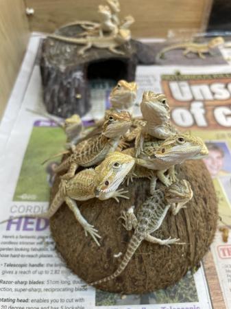 Image 4 of Baby bearded dragons born on the 15/4/2024