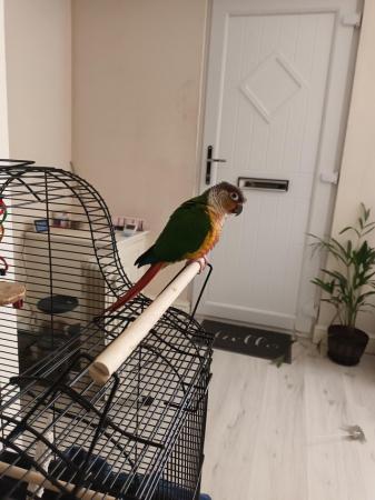 Image 3 of Untamed Conure with cage and table around 14mo