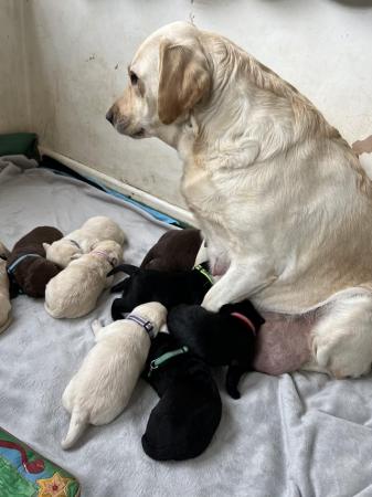 Image 2 of Adorable Labrador puppies