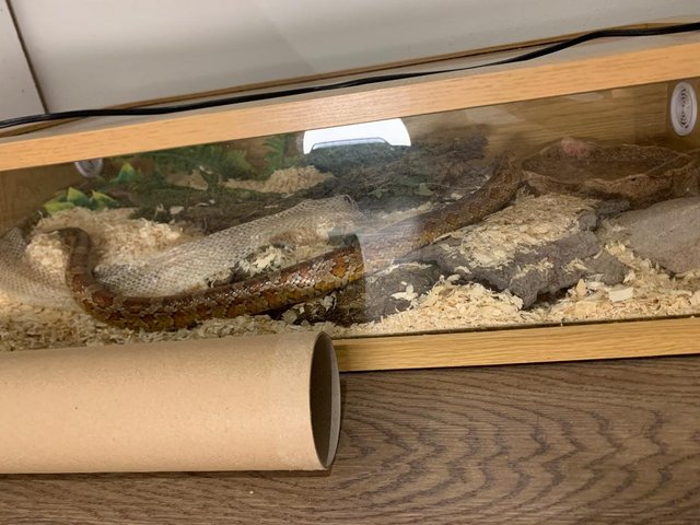 Preview of the first image of 9 year old male corn snake, 4 foot length.