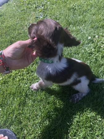 Image 6 of *REDUCED Price* Cocker Spaniels (3 Boys Left)