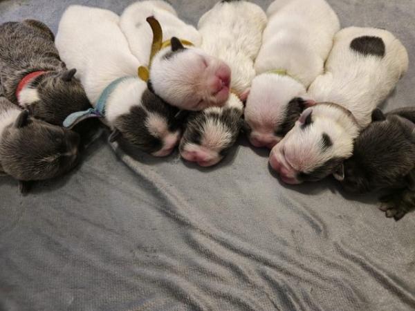 Image 6 of French bulldog puppies born 8/05/24