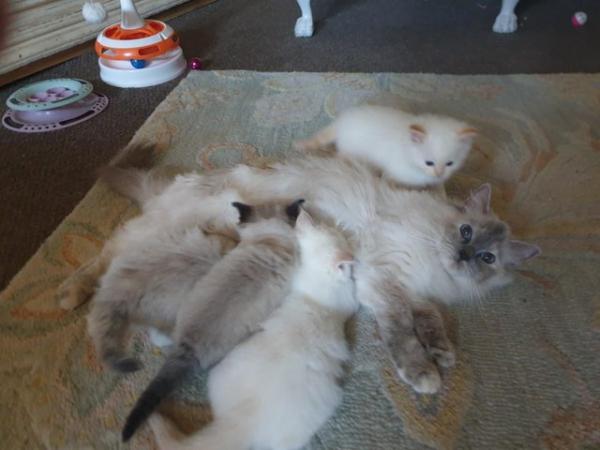 Image 4 of Pure bred Ragdoll Kittens Seal Tortie girl/Apricot cream boy