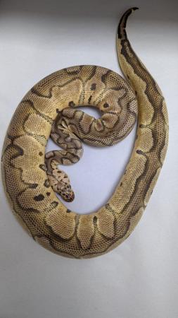Image 4 of Female pastel clown royal python