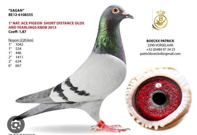 Image 5 of last round and readyn..Racing pigeons kits 2024 young birds