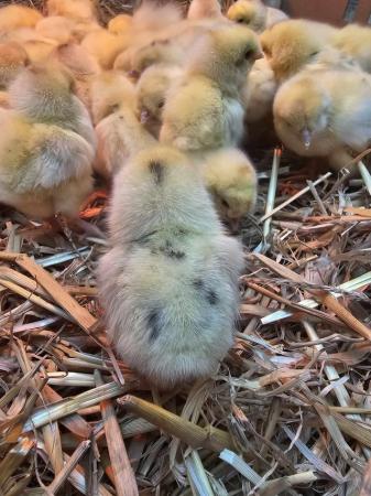 Image 5 of Hybrid chicks & point of lay, all females