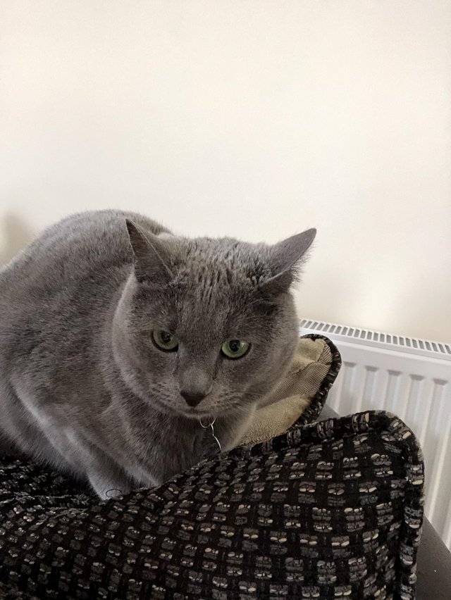 Preview of the first image of Microchipped, spayed female Russian blue INDOOR CAT.