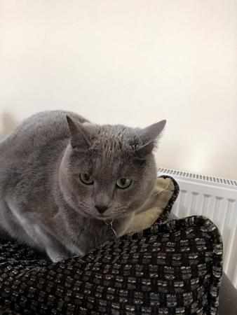 Image 1 of Microchipped, spayed female Russian blue INDOOR CAT