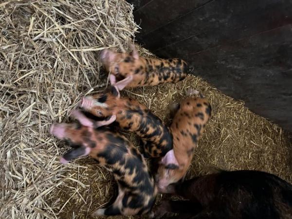 Image 2 of Oxford Sandy Black Pigs Piglets Weaners