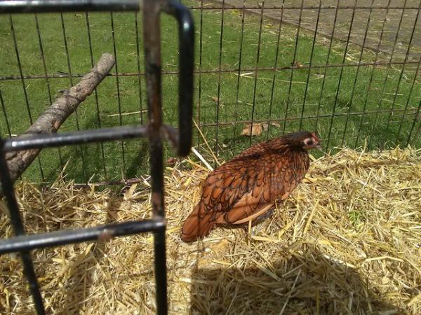 Image 2 of Gold Seebright Pullet( female)