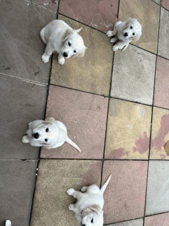 Image 10 of Gorgeous KC cream golden retriever puppies