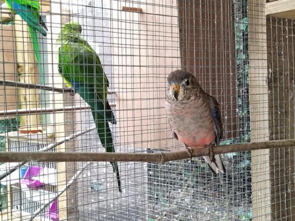 Image 4 of Male avairy bred normal coloured Bourke parakeet