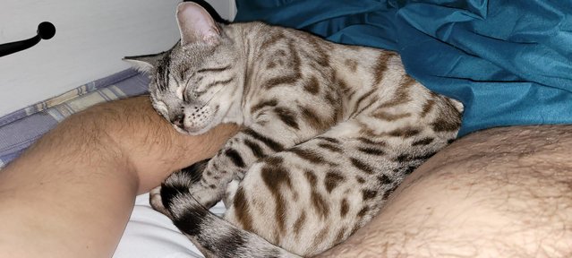 Image 4 of 3 year old female grey bengal for sale