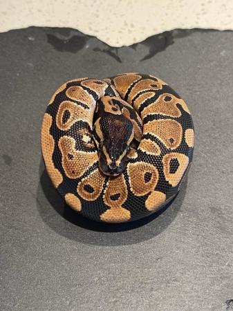 Image 3 of WILD TYPE Baby (Normal) ball python looking for good home