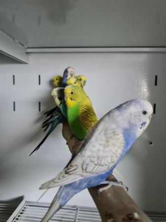 Image 2 of Budgies for sale males and females