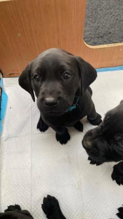 Image 5 of KC Registered black Labrador puppies