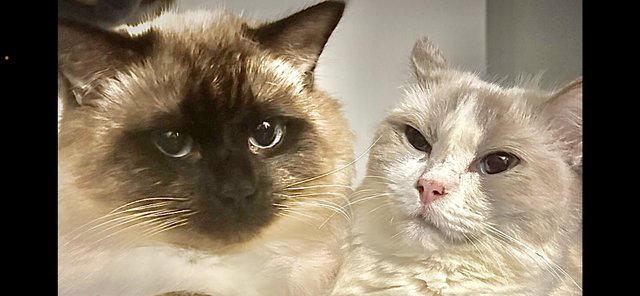 Preview of the first image of STUNNING RAGDOLL KITTENS.
