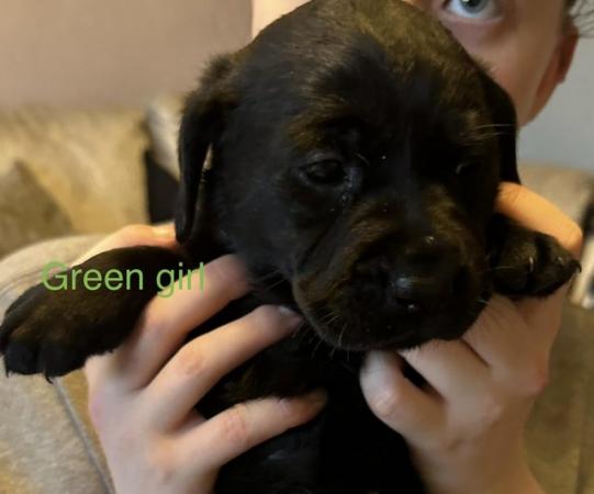 Image 4 of Playful Black Labrador pups - perfect family dogs
