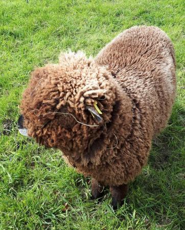 Image 5 of Tiny Coloured Ryeland Ewe - 12 months old - Pet Home Only