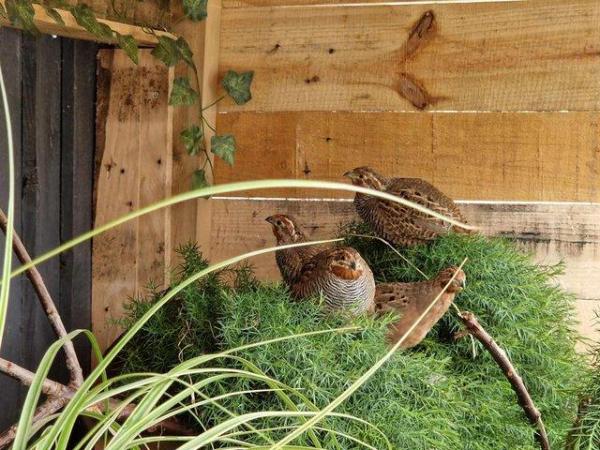 Image 1 of Jungle bush quail eggs/chicks Pre-order