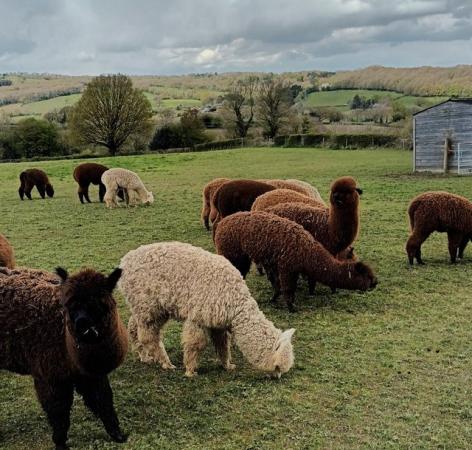 Image 8 of Alpaca pet males BAS registered ready to find a loving home