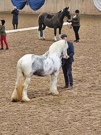 Image 3 of Beautiful blue and white mare