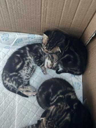 Image 3 of 4 week old Bengal cross kittens