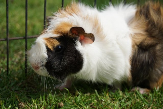 Image 1 of Beautiful guinea pig ready now