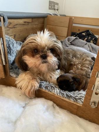 Image 2 of 2 Shihtzu boy’s looking for their forever home.
