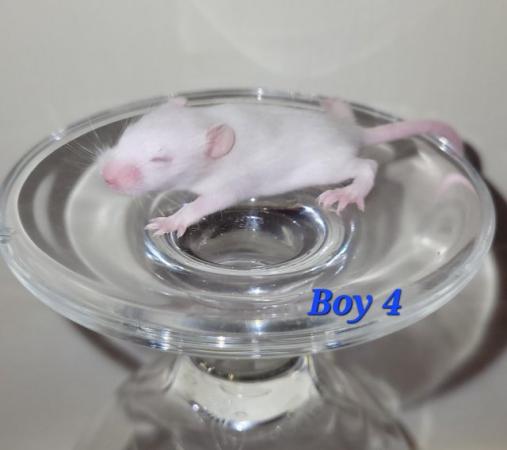Image 2 of Beautiful friendly Baby mice - boys £3