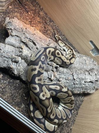 Image 5 of Standard brown and black ball python female