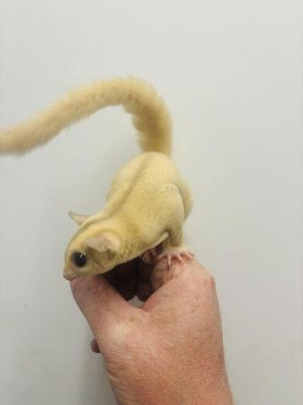 Image 3 of Creamino sugar gliders available