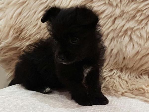 Image 8 of CHI-POO PUPPIES (CHIHUAHUA X TOY POODLE)