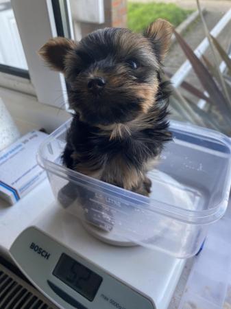 Image 5 of Three Minature Yorkshire terriers