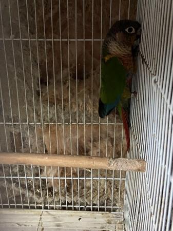 Image 1 of Male adult green cheek conures available