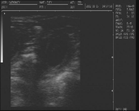 Image 13 of canine ultrasound scanning in your own home