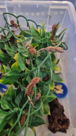 Image 3 of Baby crested geckos for sale :)
