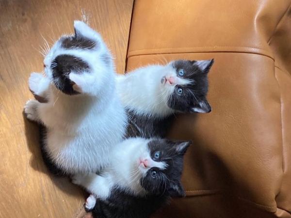 Image 5 of 9 week old adorable kittens