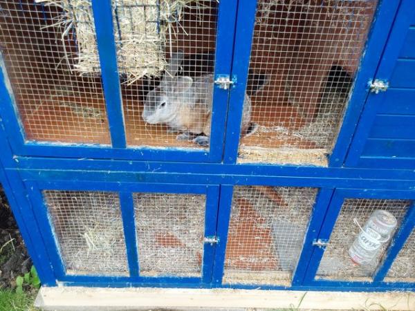 Two beautiful male rabbits For Sale in Rotherham, South Yorkshire ...