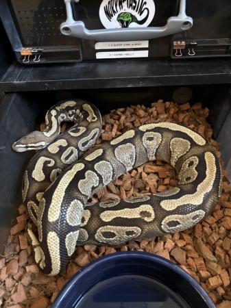 Image 4 of Various royal pythons for sale