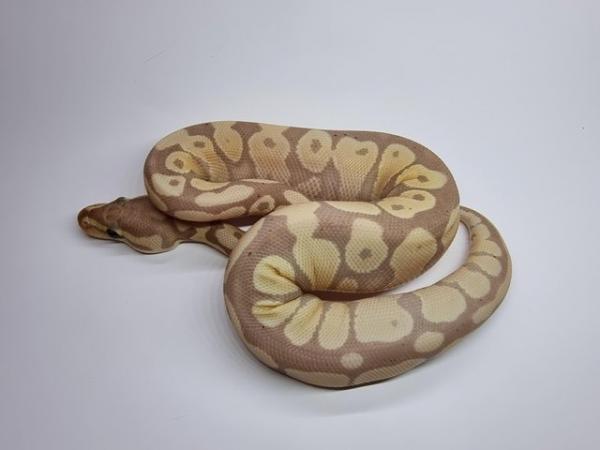 Image 1 of Banana Gravel / Yellowbelly Poss DH Clown Pied Male