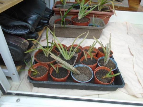 Image 2 of Aloe vera plants, various sizes