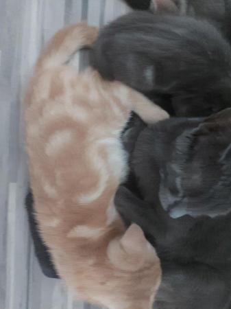Image 3 of Russian blue x blue marbled bengal