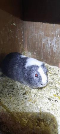 Image 1 of 35 a pair Beautiful guineas pigs for sale.4 boys