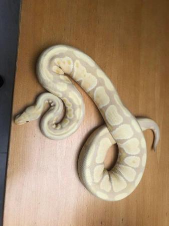 Image 2 of Royal pythons for sale (re-homing)