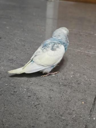 Image 18 of budgies for sale, breeding couples, babies